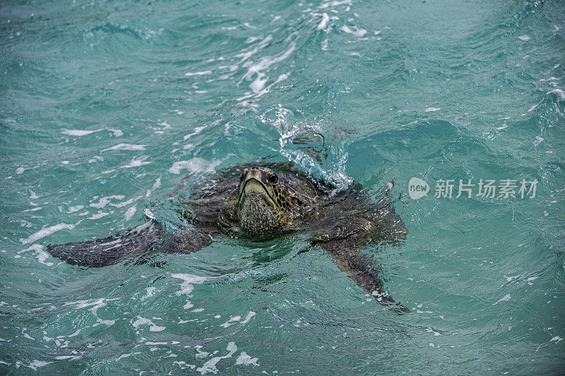 绿海龟(Chelonia mydas)，也被称为绿海龟，黑海龟，或太平洋绿海龟，是龟科的一种大型海龟。发现于Papahānaumokuākea海洋国家纪念碑，中途岛，中途岛的水域